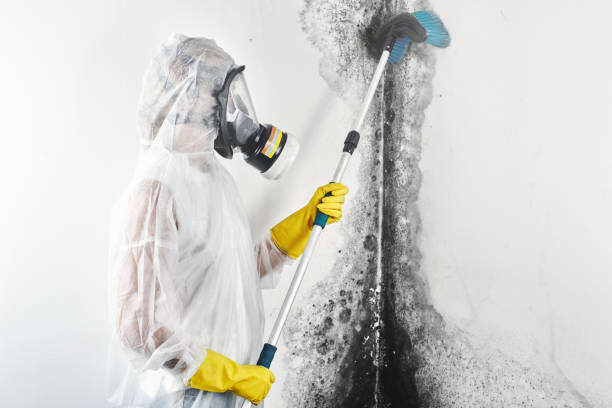 Best Air Quality Testing for Mold Spores  in Coal Valley, IL