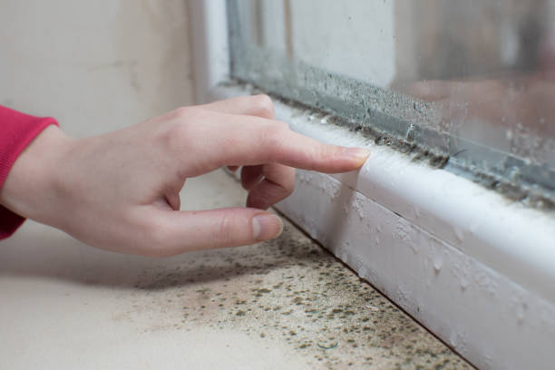 Best Comprehensive Air Testing for Mold Contaminants  in Coal Valley, IL