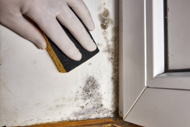 Best Mold-Related Health Consultation  in Coal Valley, IL