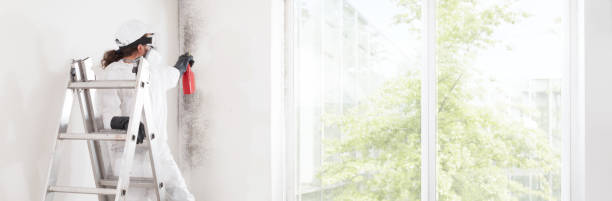 Best Mold Documentation for Insurance Claims  in Coal Valley, IL